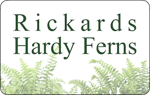 Rickards Hardy Ferns