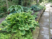 National Hosta Collection